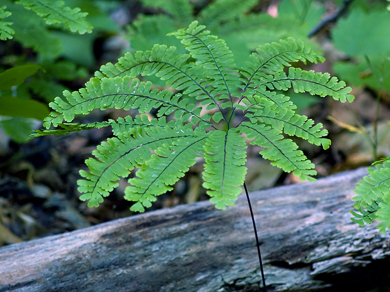 معرفی و راهنمای پرورش گیاهان زینتی فضای باز - پرسیاوشان